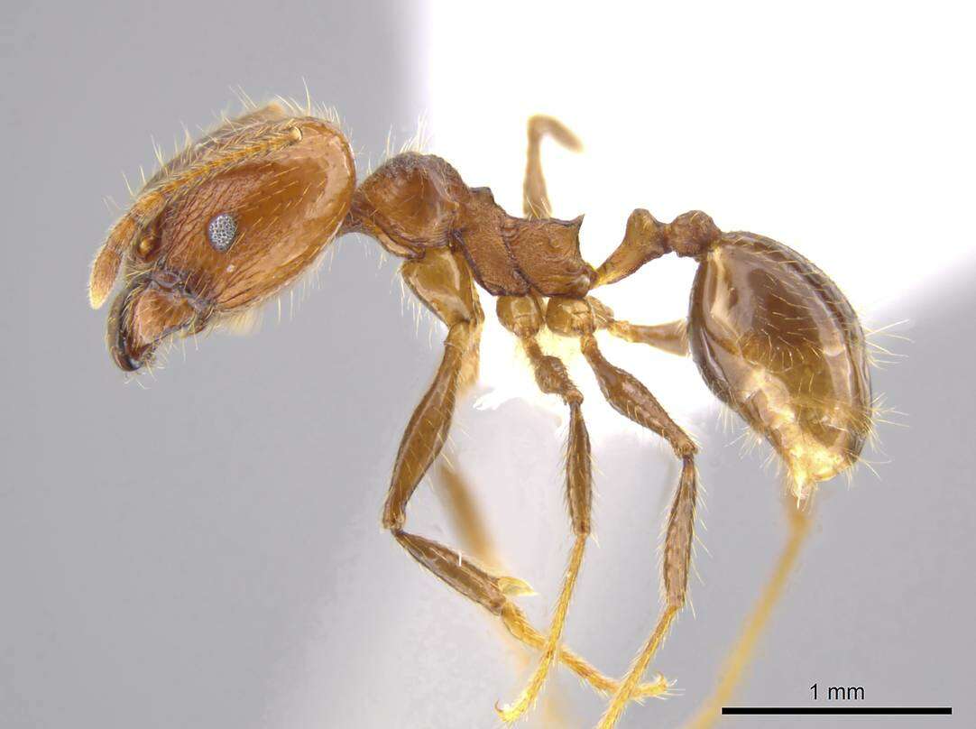 Image of Pheidole cusuco