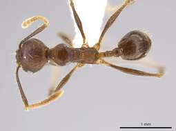 Image of Pheidole cusuco