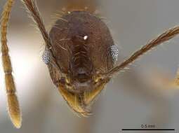 Image de Pheidole cusuco