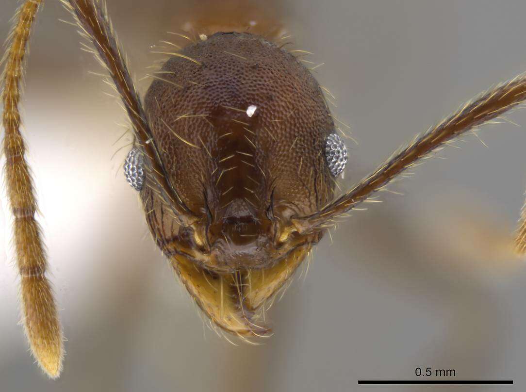 Image de Pheidole cusuco