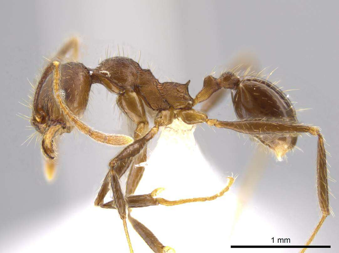 Image of Pheidole cusuco