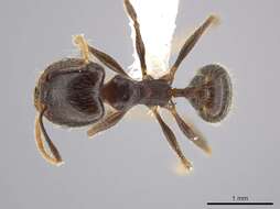 Image de Pheidole cusuco