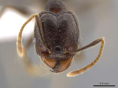 Image of Pheidole cusuco