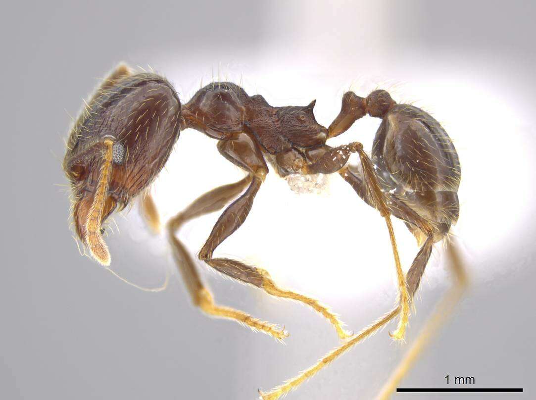 Image of Pheidole cusuco