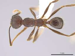 Image of Pheidole cusuco