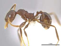 Image de Pheidole cusuco