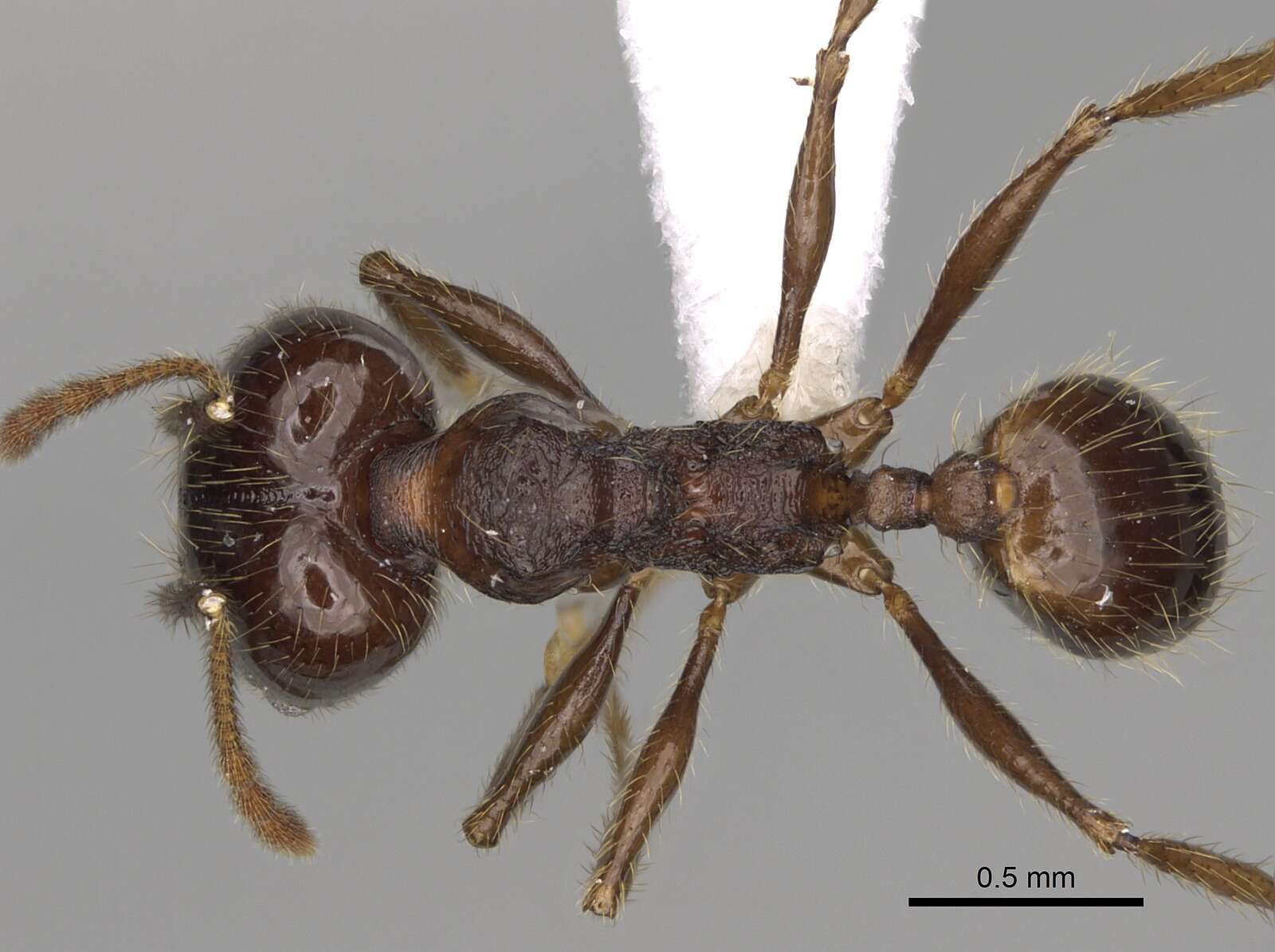 Image of Pheidole cusuco