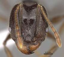 Image of Pheidole cusuco