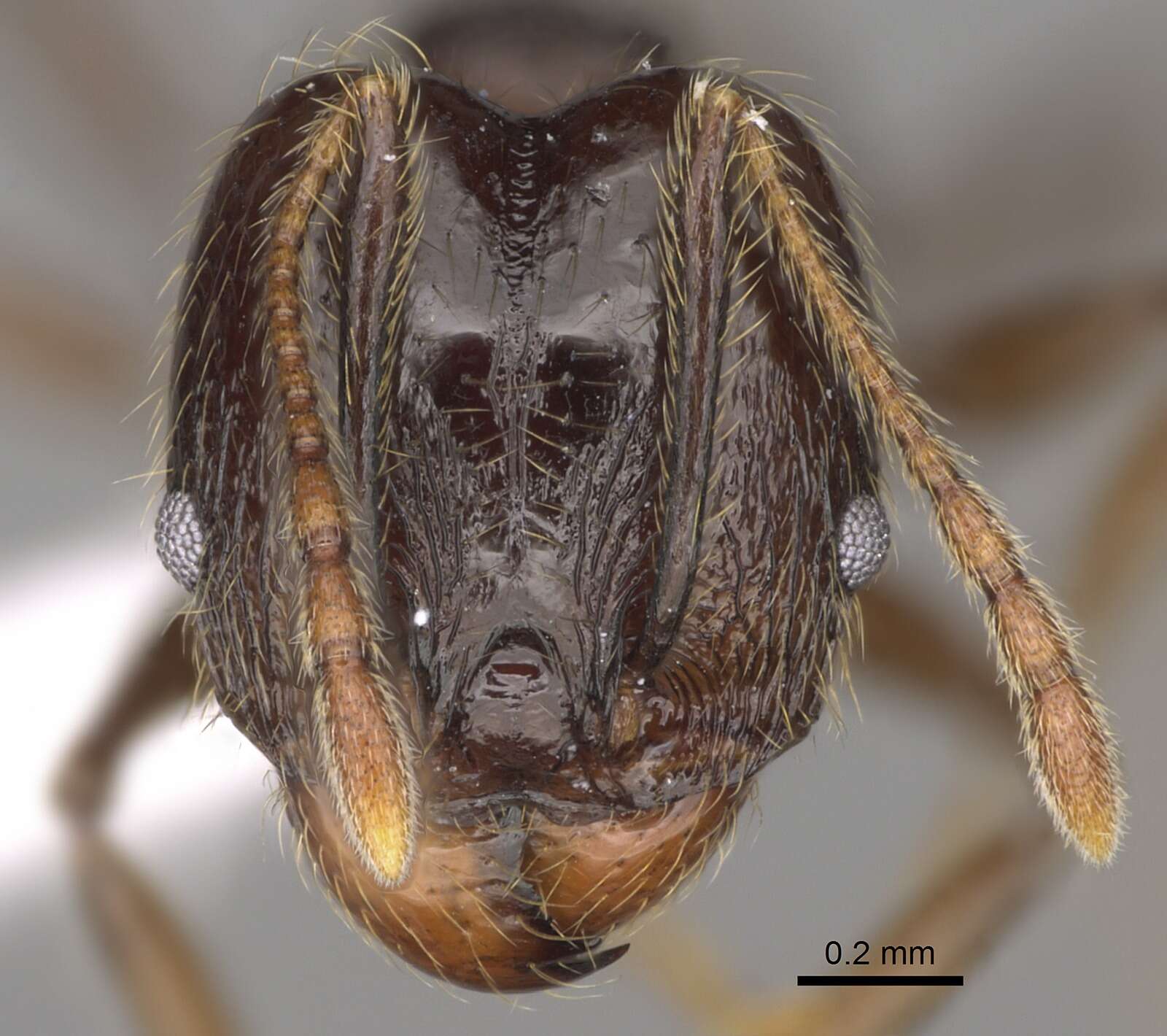 Image of Pheidole cusuco