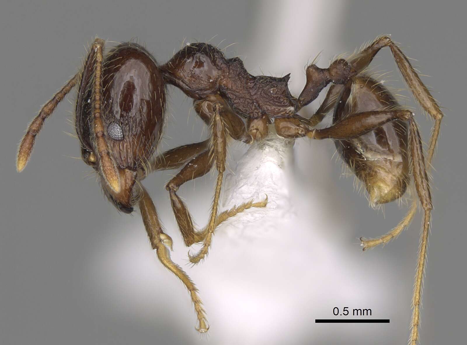 Image of Pheidole cusuco