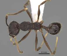 Image of Pheidole cusuco