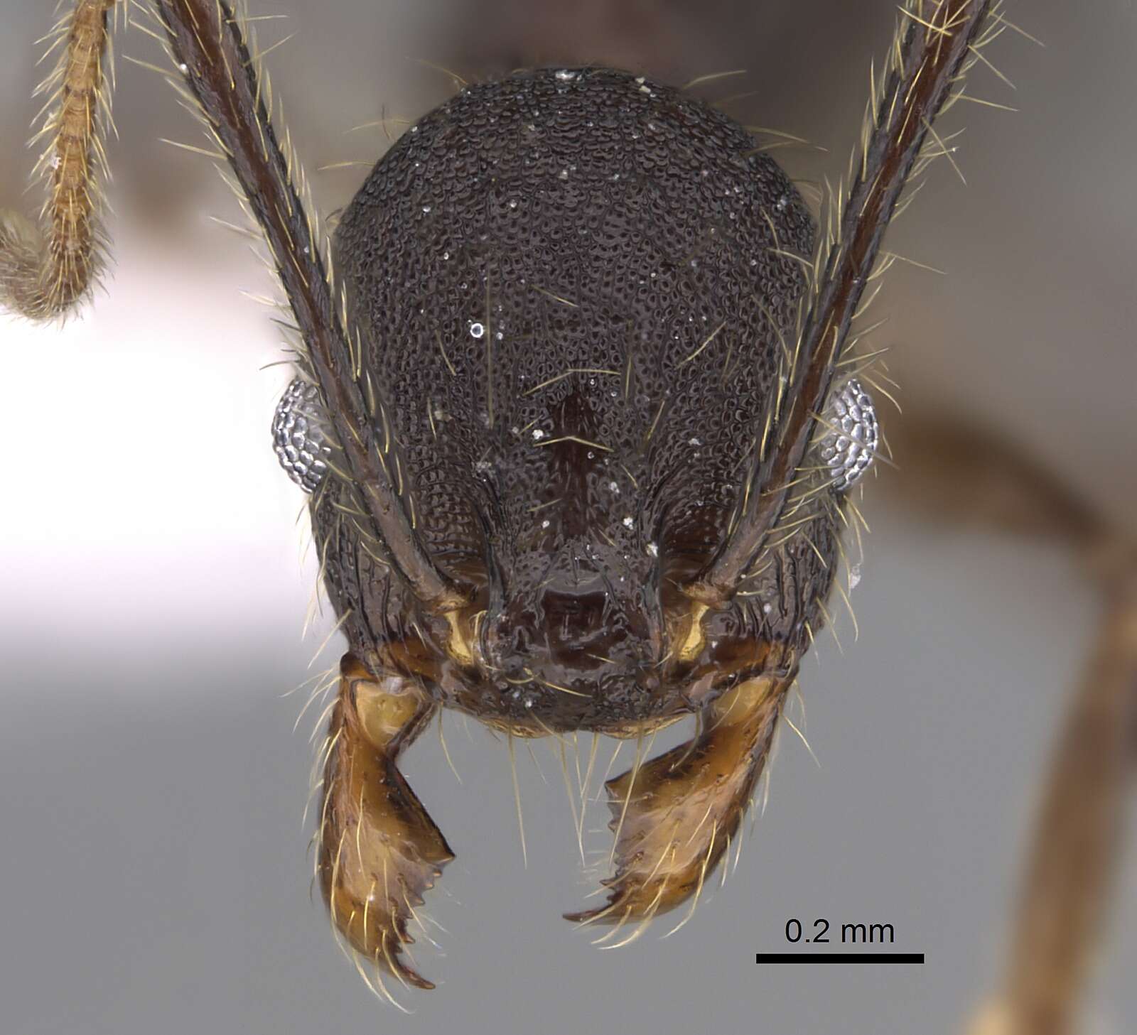 Image de Pheidole cusuco