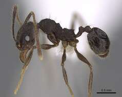 Image de Pheidole cusuco