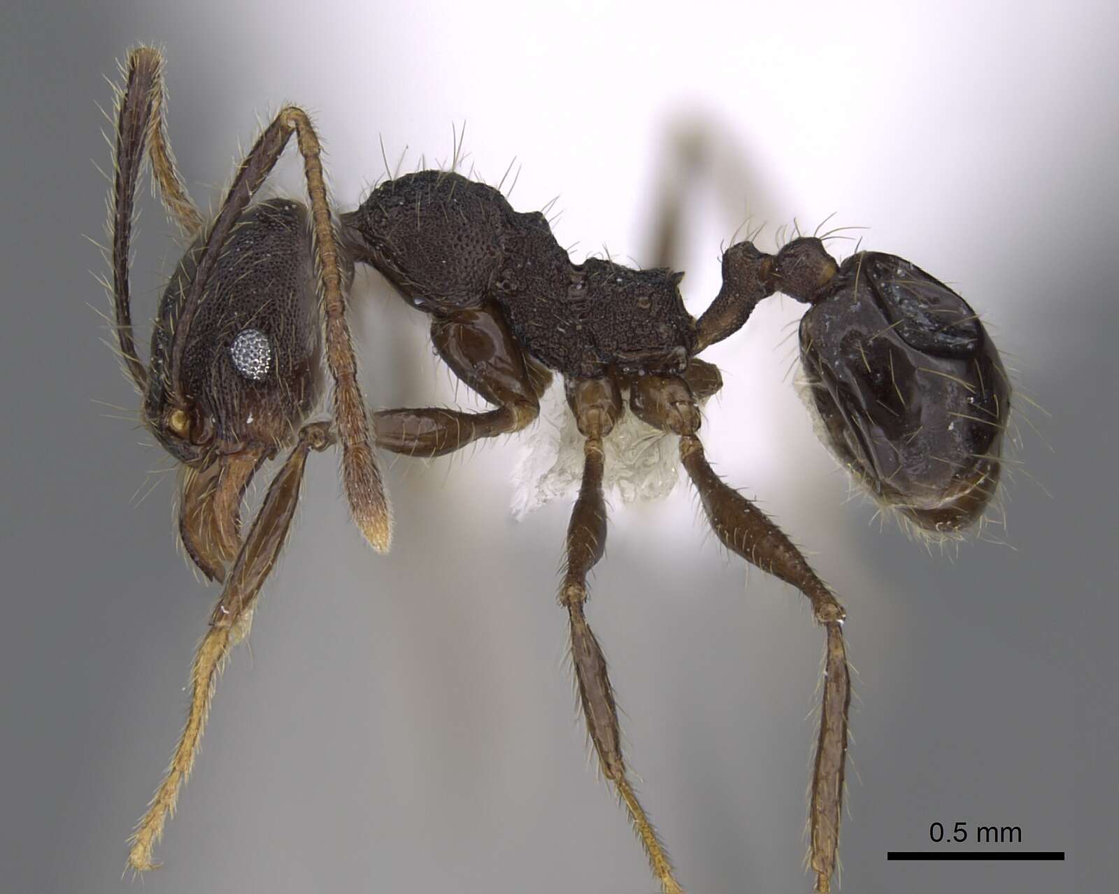 Image of Pheidole cusuco