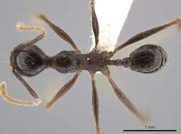 Image of Pheidole indagatrix