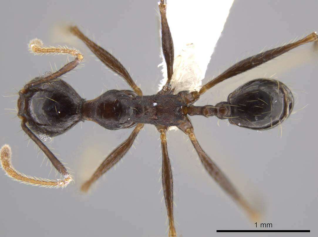 Image of Pheidole indagatrix