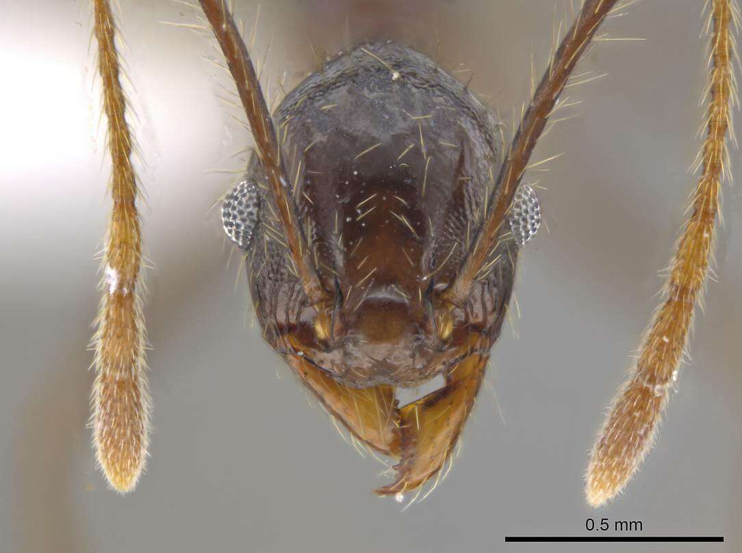 Image of Pheidole indagatrix