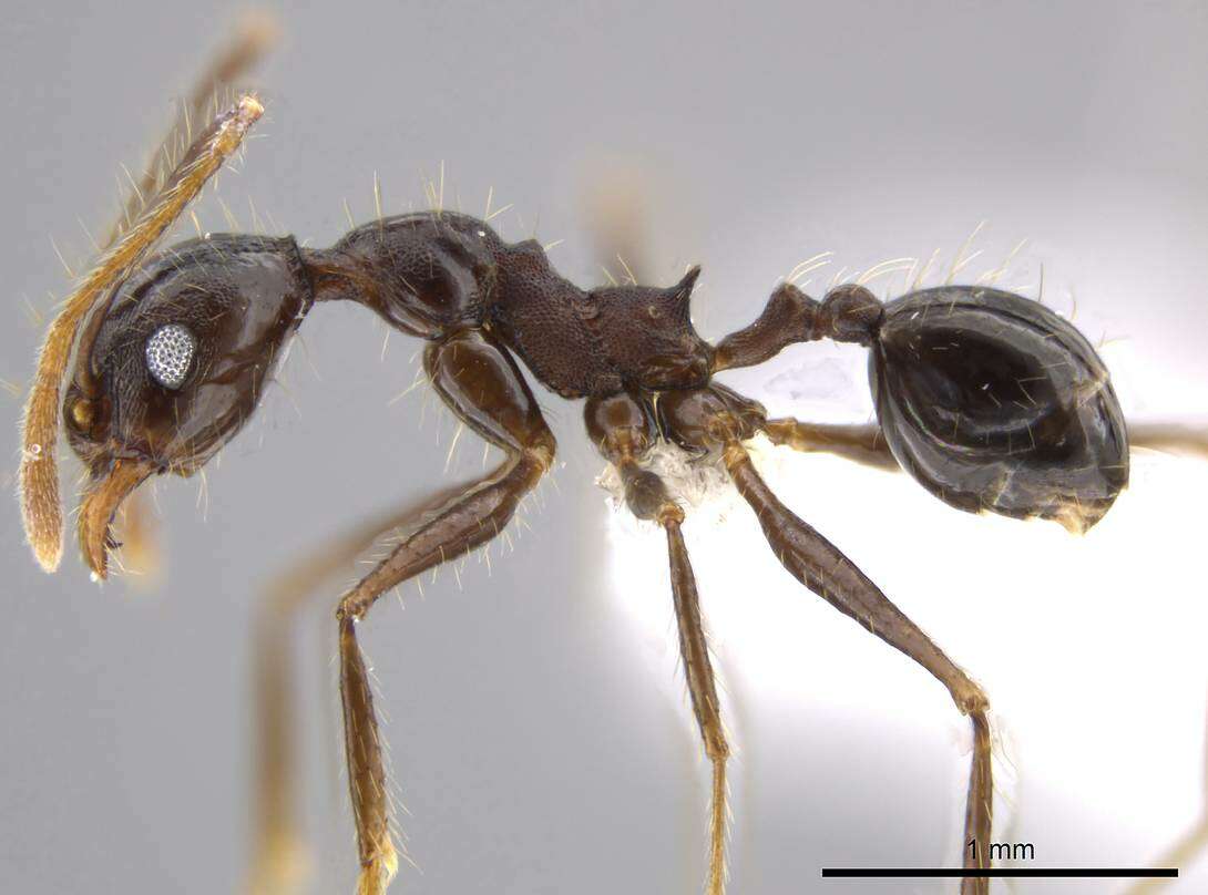 Image of Pheidole indagatrix