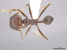 Image of Pheidole indagatrix