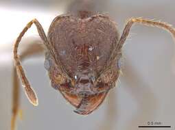 Image of Pheidole indagatrix