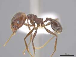 Image of Pheidole indagatrix