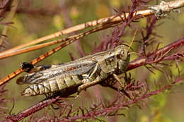 Melanoplus punctulatus (Uhler 1862)的圖片