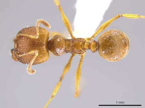 Image of Formicoidea