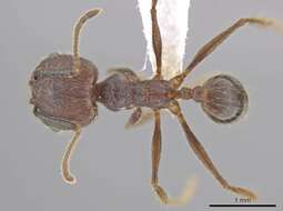 Image of Pheidole indagatrix