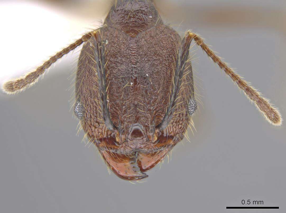 Image of Pheidole indagatrix