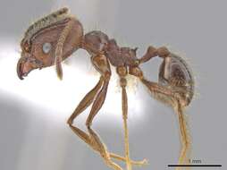 Image of Pheidole indagatrix