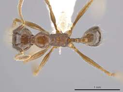 Image of Pheidole indagatrix