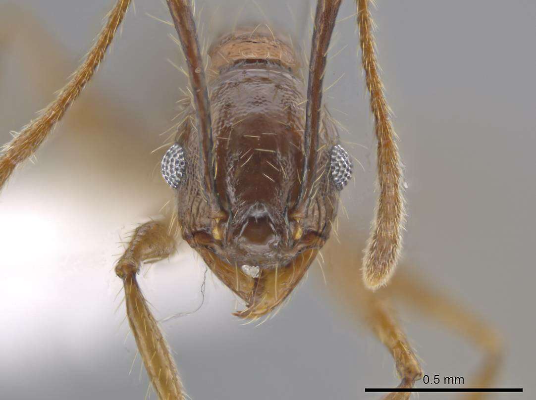 Image of Pheidole indagatrix