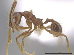 Image of Pheidole indagatrix