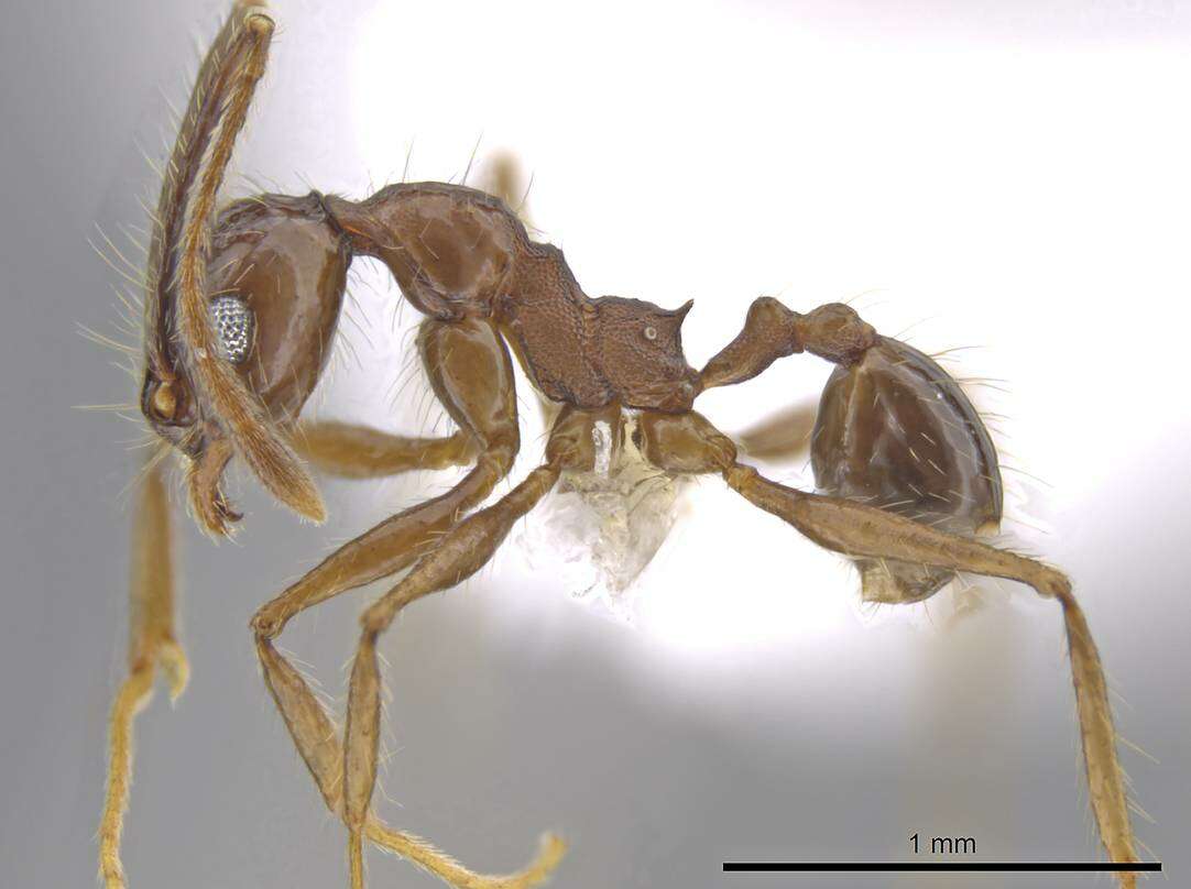 Image of Pheidole indagatrix