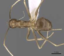 Image of Zatania gloriosa