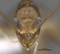 Image of Zatania gloriosa