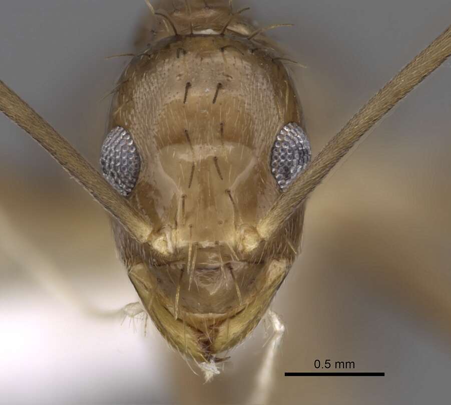 Image of Zatania gloriosa