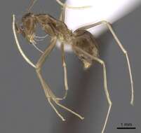 Image of Zatania gloriosa