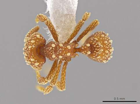 صورة Eurhopalothrix pilulifera Brown & Kempf 1960