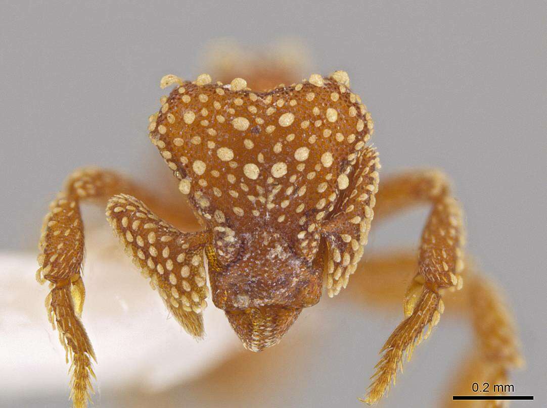 Image of Eurhopalothrix pilulifera Brown & Kempf 1960