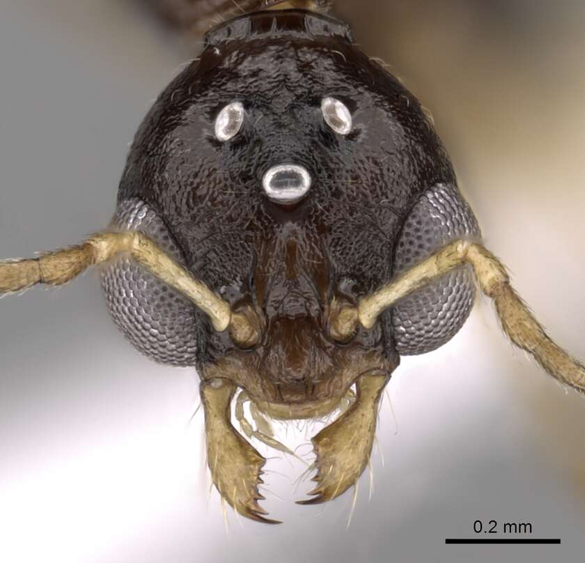 Image of Aphaenogaster honduriana Mann 1922