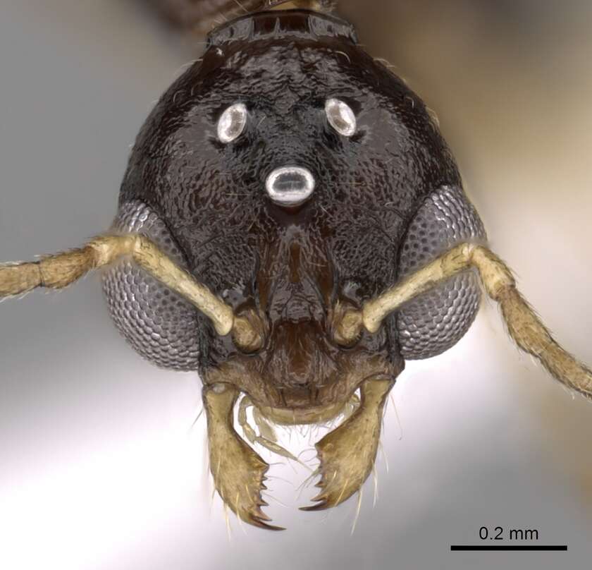 Aphaenogaster honduriana Mann 1922的圖片