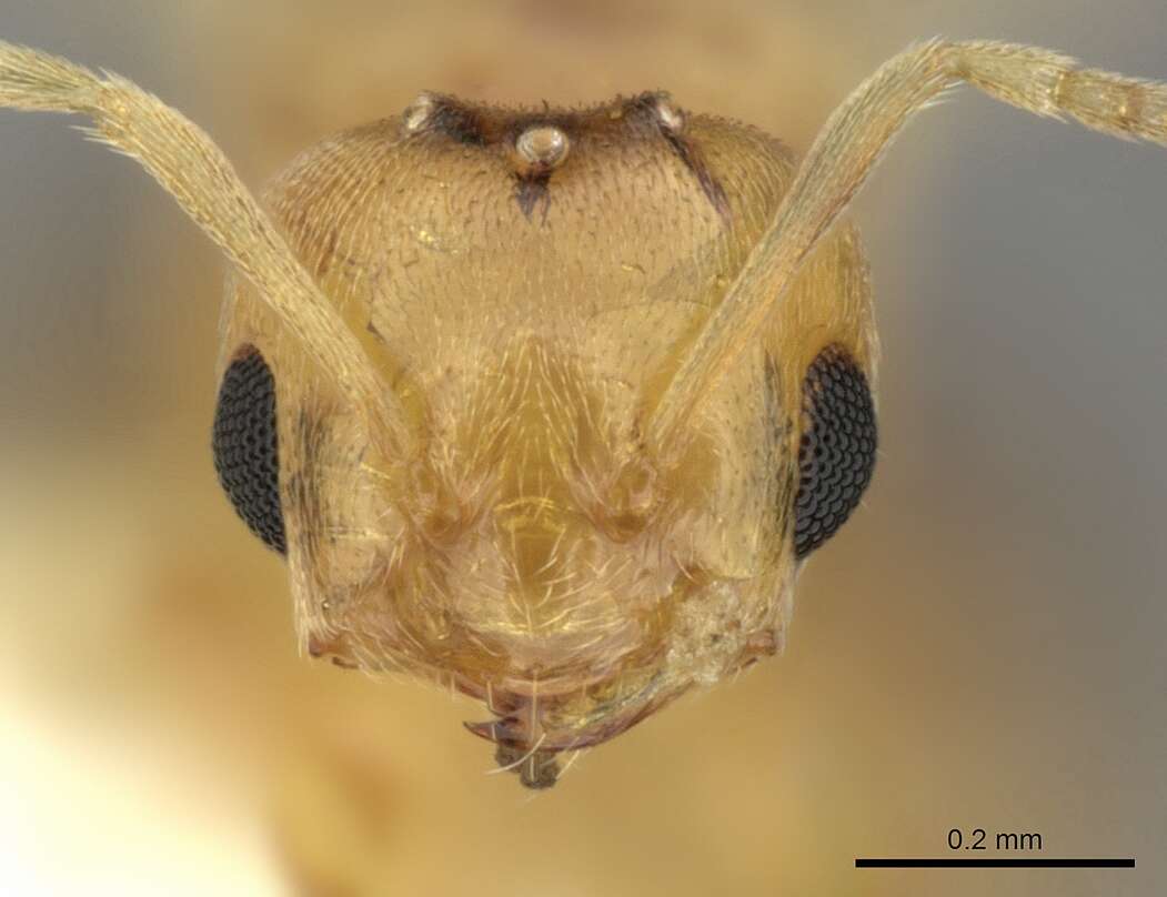 صورة Brachymyrmex pictus Mayr 1887