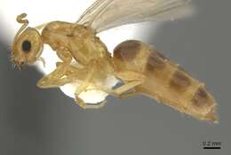 صورة Brachymyrmex pictus Mayr 1887