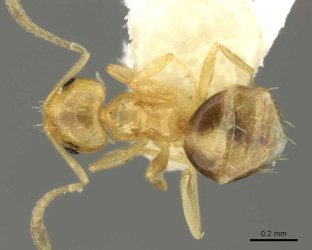 صورة Brachymyrmex pictus Mayr 1887