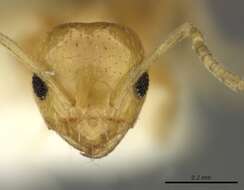 صورة Brachymyrmex pictus Mayr 1887