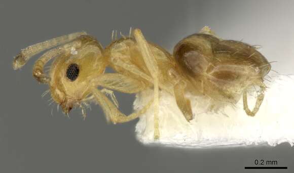 Image of Brachymyrmex pictus Mayr 1887