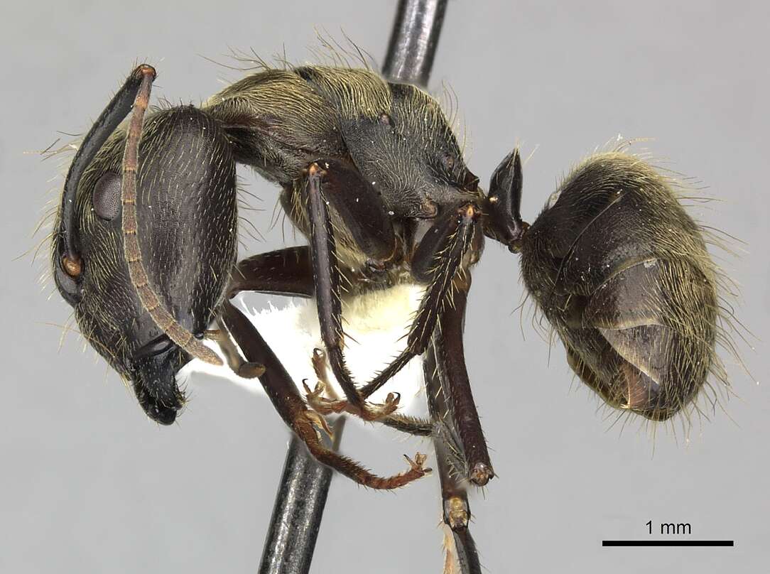 Plancia ëd Camponotus femoratus (Fabricius 1804)