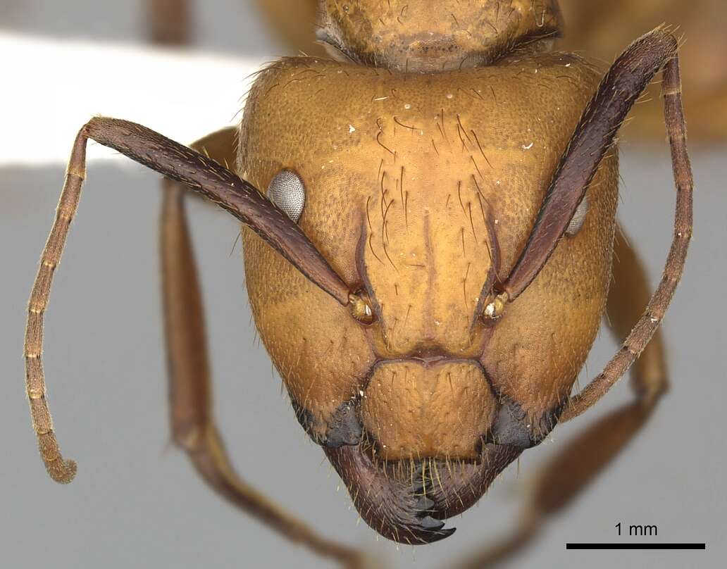 Image of Camponotus hannani Forel 1899