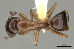 Image of Camponotus orthocephalus Emery 1894